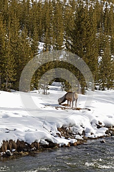 Elk near River, Winter, Yellowstone NP