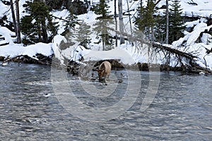 Elk near River, Winter, Yellowstone NP