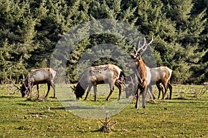 Elk in Northern California