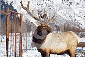 Elk outside of Girdwood, Alaska, in the winter.