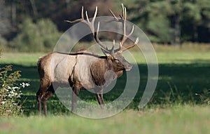 An Elk in Pennsylvania