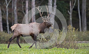An Elk in Pennsylvania