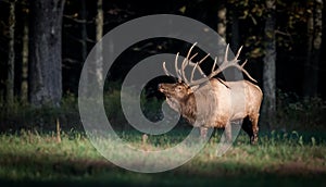 An Elk in Pennsylvania