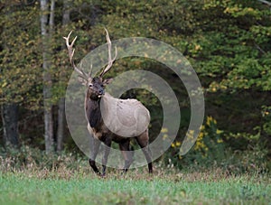 An Elk in Pennsylvania