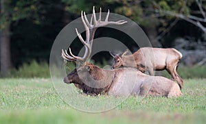 Elk in Pennsylvania