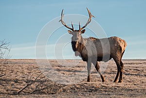 Elk in Pennsylvania