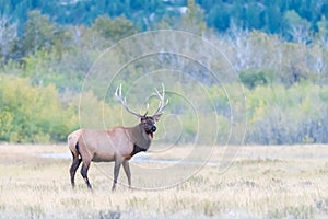 Elk on the plains in Waterton Lakes National Park