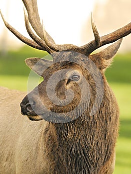 Elk Portrait