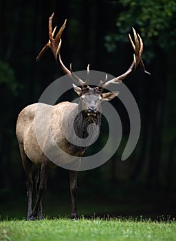 An elk portrait