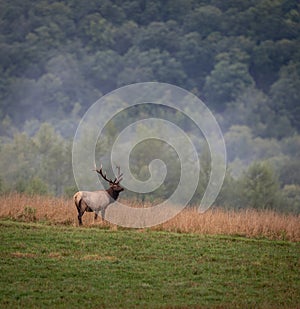 An elk portrait