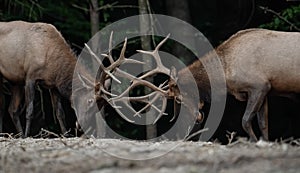 An elk portrait