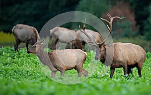 An elk portrait