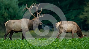 An elk portrait