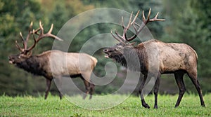 An elk portrait