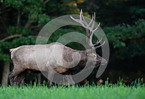 An elk portrait