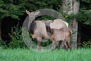 An elk portrait