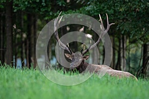 An elk portrait