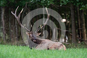 An elk portrait