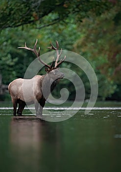 An elk portrait