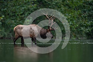 An elk portrait