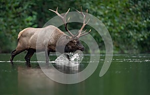 An elk portrait