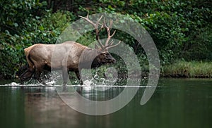 An elk portrait