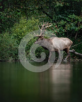 An elk portrait