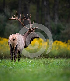 An elk portrait