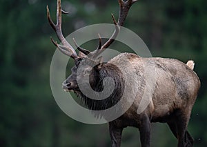 An Elk Portrait During Rut Season