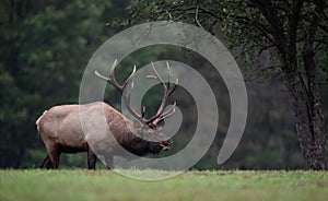 An Elk Portrait During Rut Season