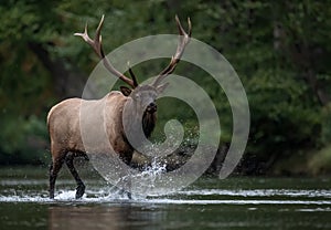 An Elk Portrait During Rut Season