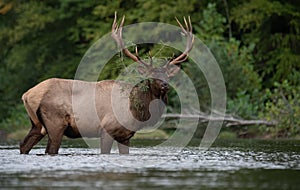 An Elk Portrait During Rut Season