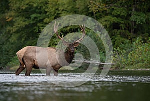 An Elk Portrait During Rut Season