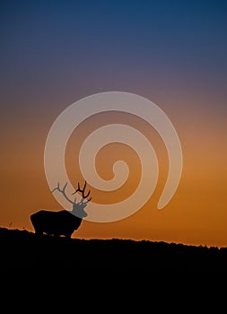 An Elk Portrait During Rut Season