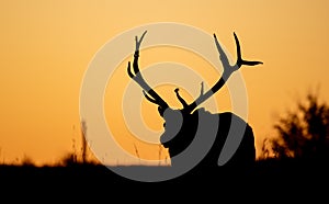 An Elk Portrait During Rut Season