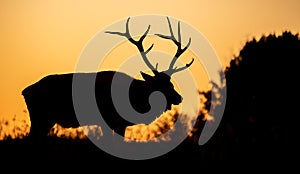 An Elk Portrait During Rut Season