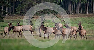 An Elk Portrait During Rut Season