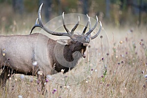 Elk portrait photo