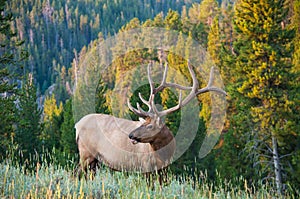 Elk photo