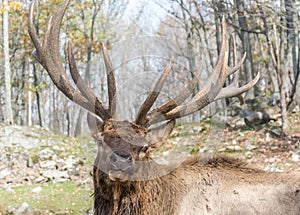 Elk Posing for Posterity- Look At Him!