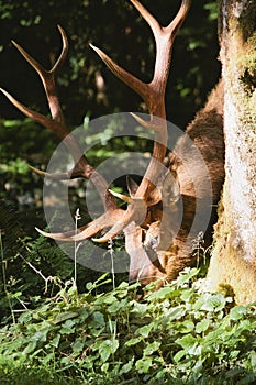 Elk in prairie creek redwoods state park