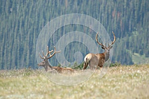 Elk profiles