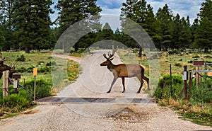 Elk with rack walking across road by cattle guard and evergreen trees