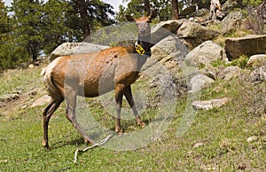 Elk Radio Collar