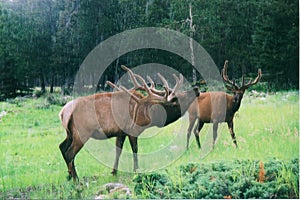 Elk in rain