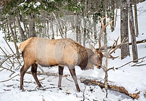 Elk Rattling Next to His Friend