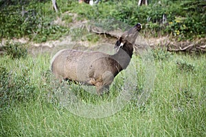 Elk Red deer Wapiti, Cervus elaphus, smells the air