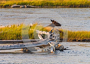 Elk relaxing on the river bank in Yellowstone Park