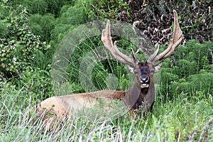 Elk Resting Antlers in Velvet