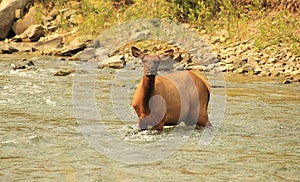 Elk - River Crossing 03 photo